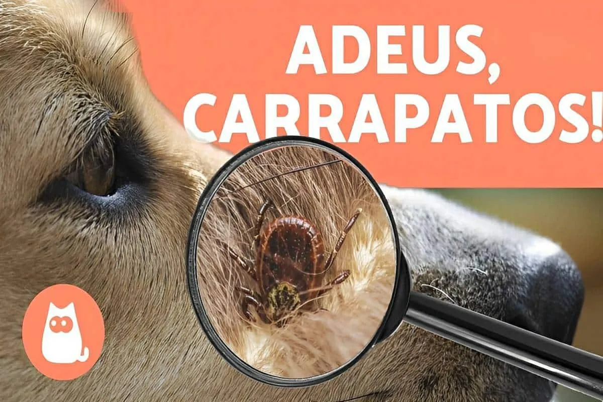 4 métodos caseiros para livrar seu pet de pulgas e carrapato