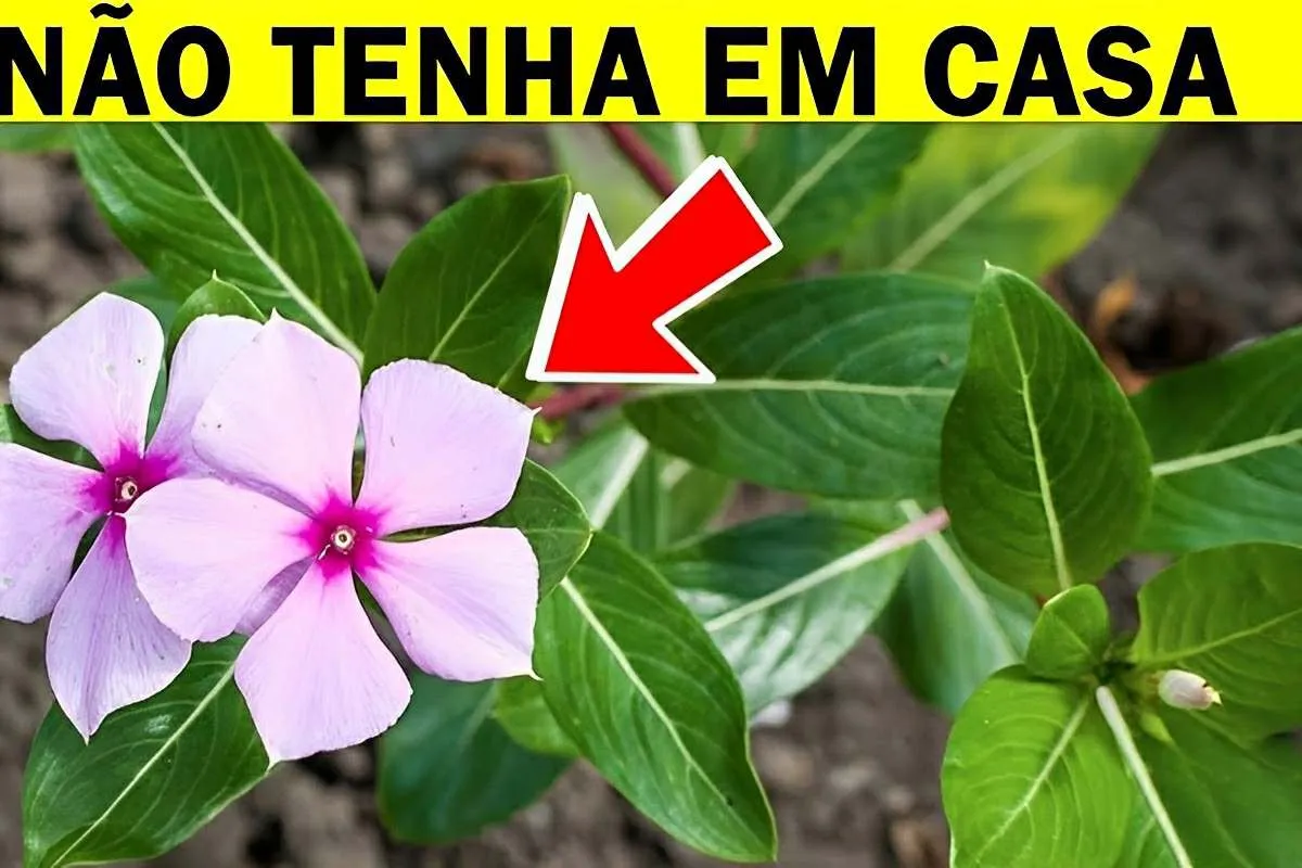 7 plantas perigosas que as pessoas tem em casa e nem imagina