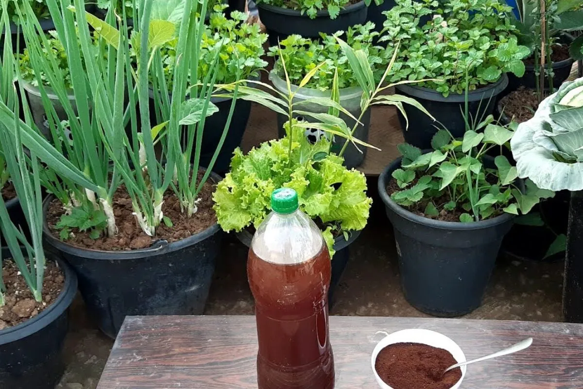 Adubo caseiro de borra de café que serve para qualquer plant