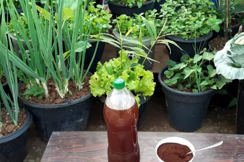 Adubo caseiro de borra de café que serve para qualquer plant