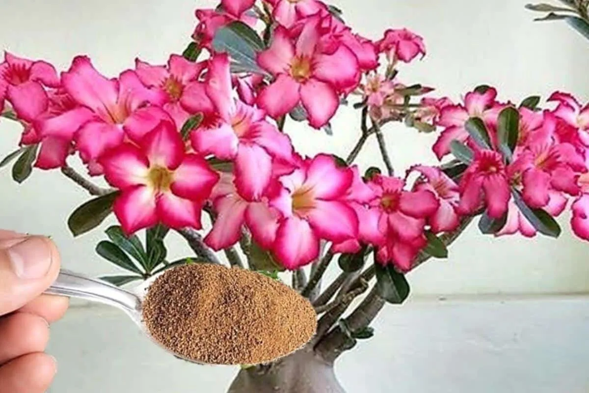 Adubo caseiro para flores: dica caseira que não falha para s
