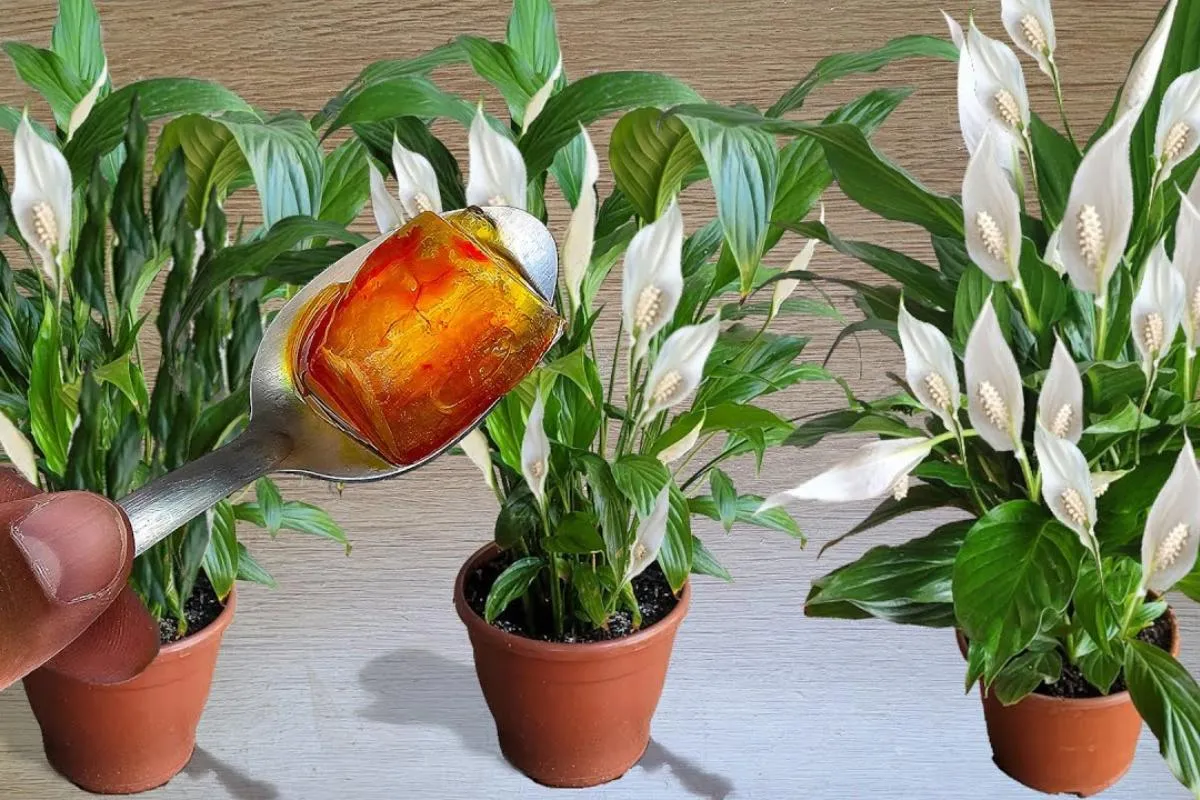 Adubo caseiro para flores: essa solução caseira fez meu jard