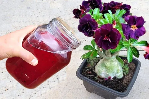 Adubo caseiro para flores poderoso com 1 colher já faz seus 