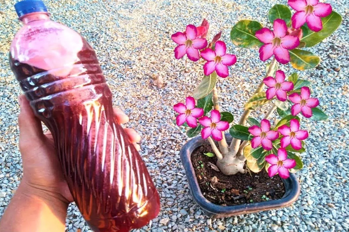 Adubo caseiro para flores: solução caseira e barata que func