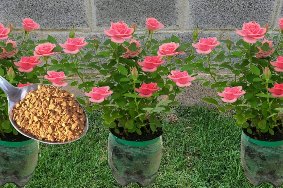Adubo caseiro para flores: solução caseira que dá certo em q