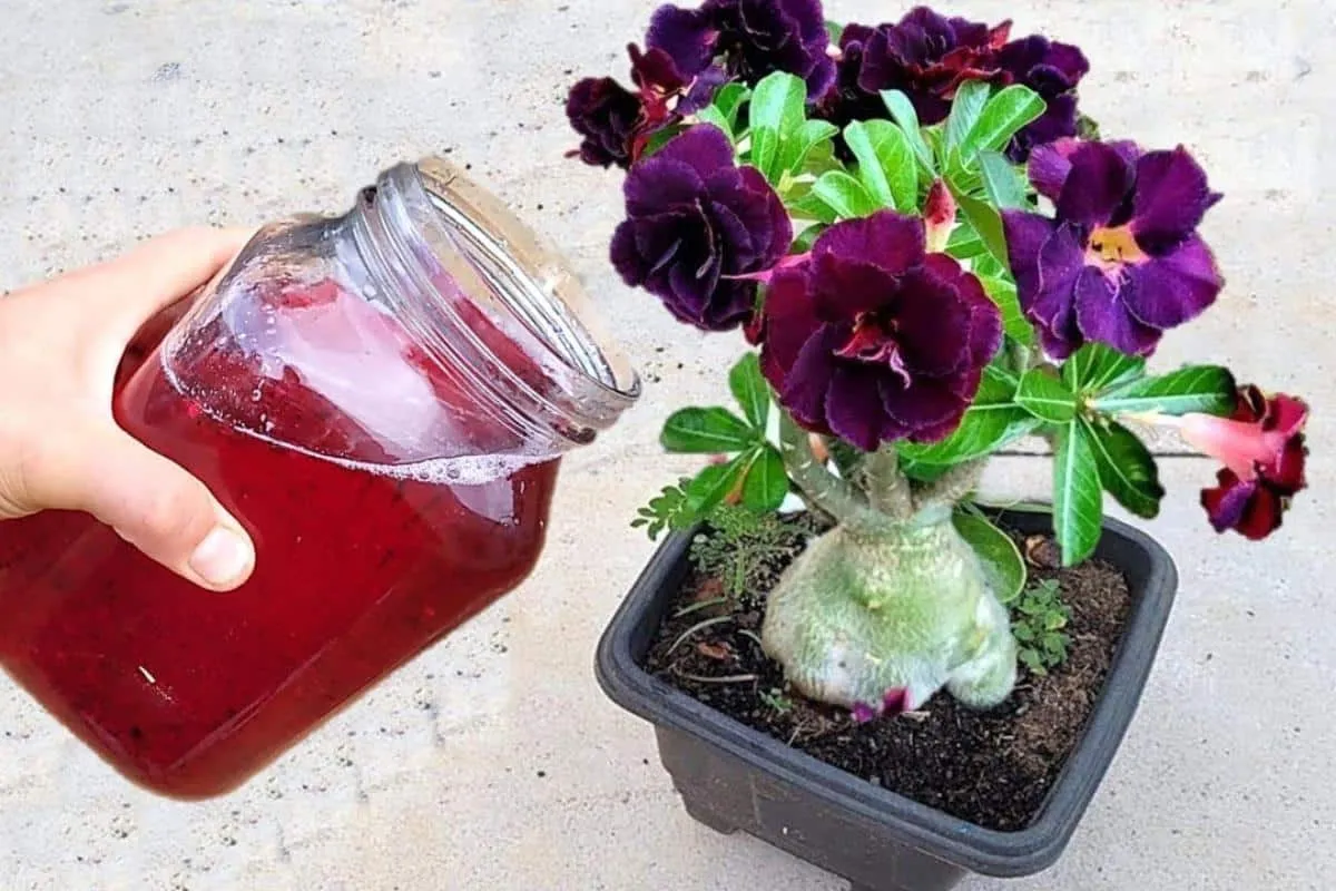Adubo caseiro para flores: veja o que fazer para ter flores