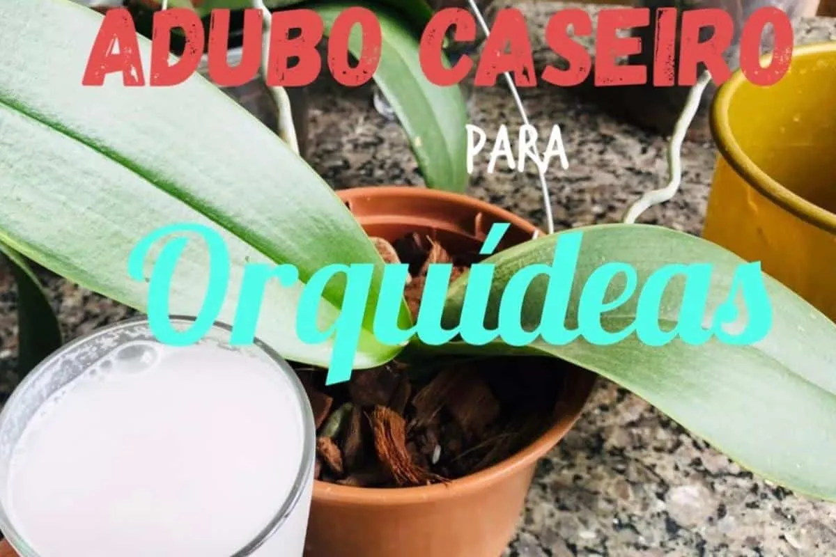 Adubo caseiro para orquídeas: seus vasos vão explodir de tan