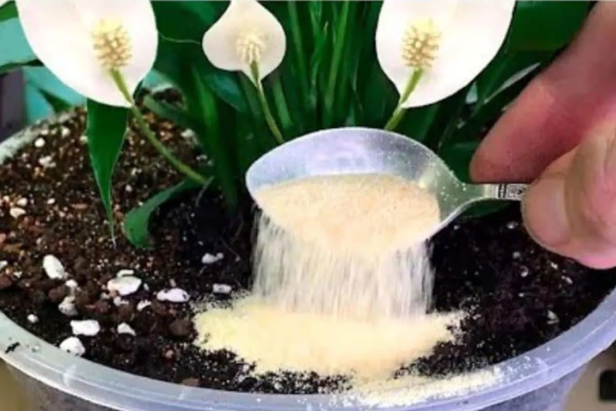 Adubo caseiro para plantas: faz qualquer planta crescer e fi