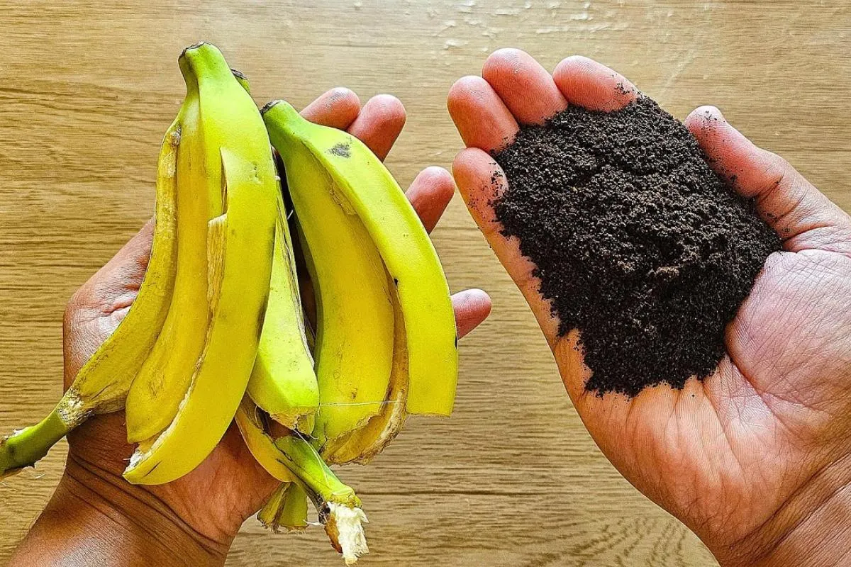 Adubo caseiro para plantas: misturinha caseira que faz milag