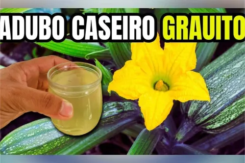 Adubo caseiro para plantas: solução que você faz em casa com