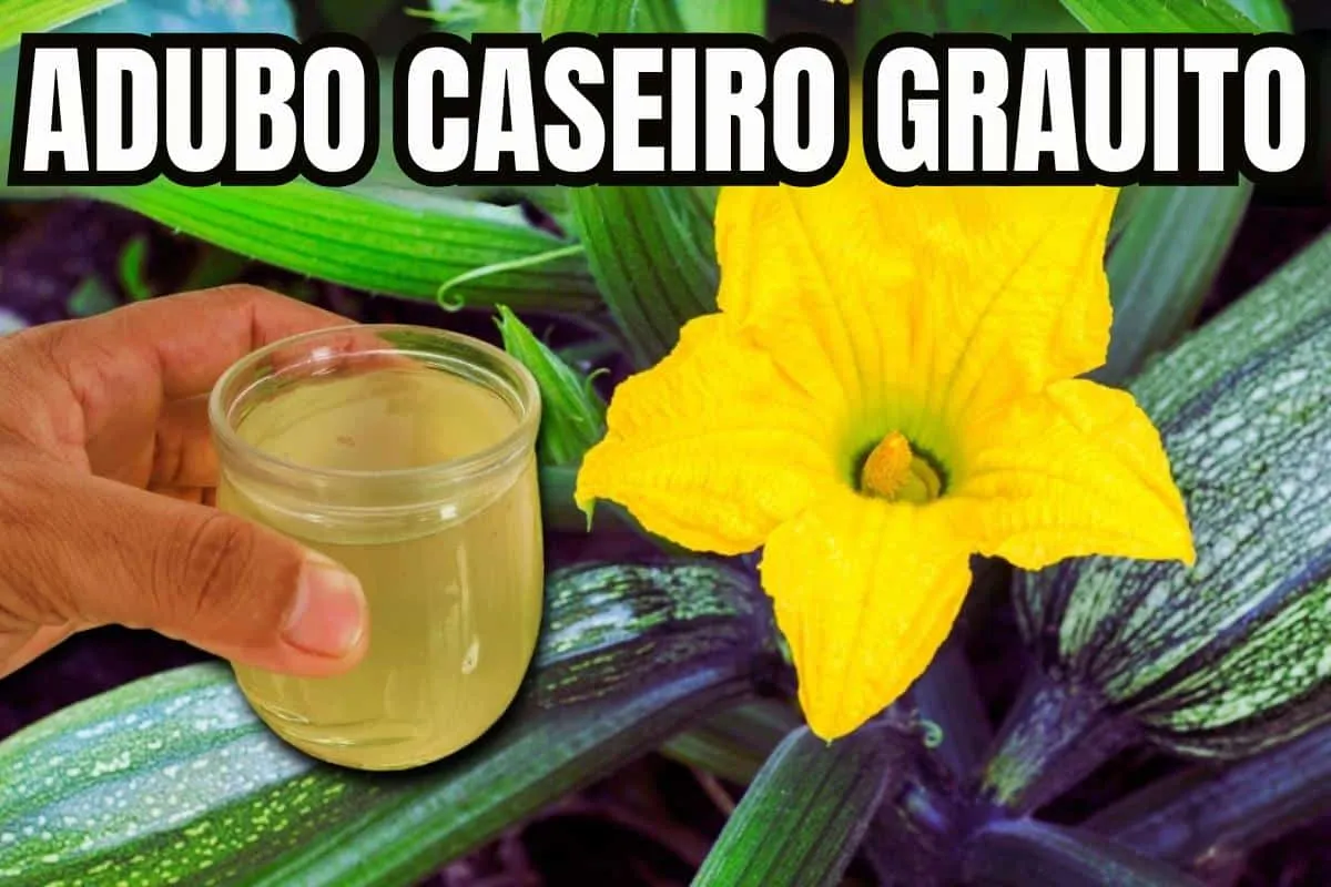 Adubo caseiro para plantas: um copo dessa misturinha vai lot