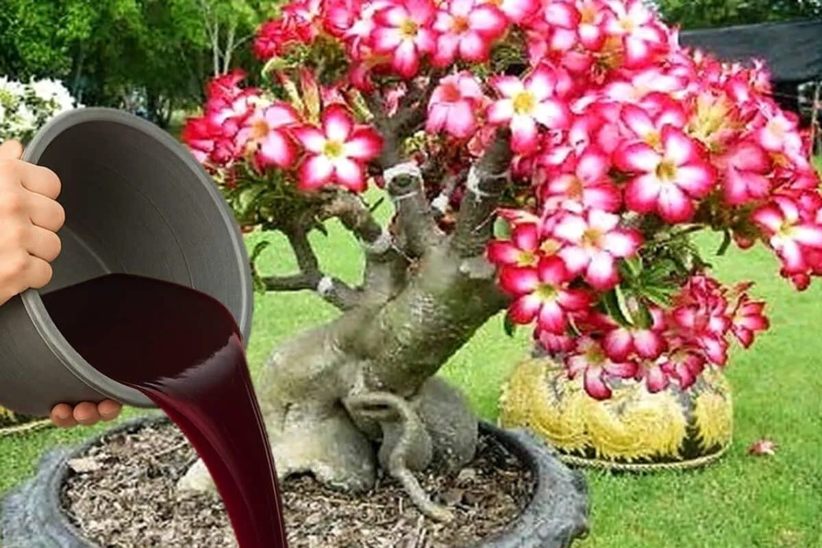 Adubo caseiro para rosa do deserto: fórmula simples para flo