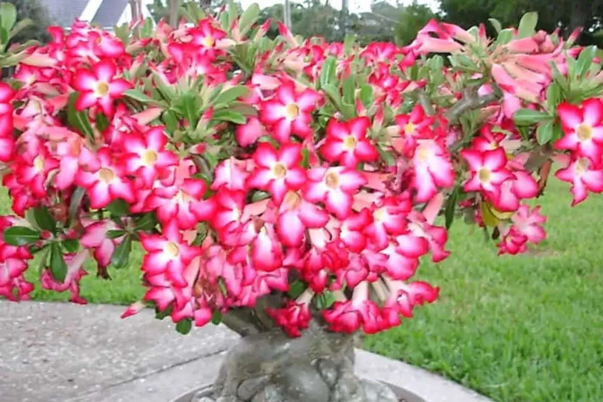 Adubo caseiro para rosa do deserto: seu quintal vai ficar fl