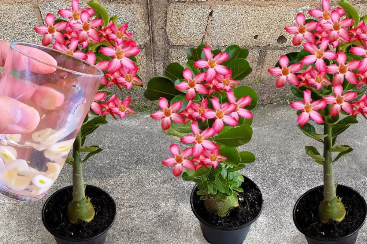 Adubo caseiro para rosa do deserto: seu quintal vai ficar fl