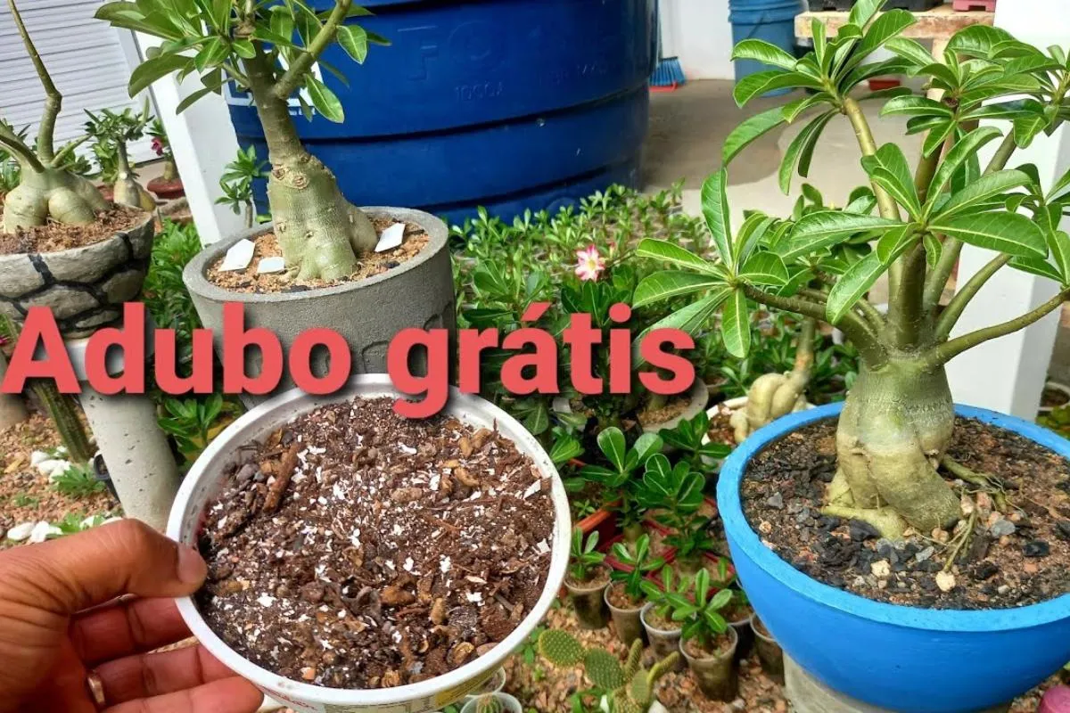 Adubo caseiro para rosa do deserto: veja o que fazer com sua
