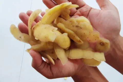 Adubo caseiro para roseiras: este adubo vale ouro para as ro