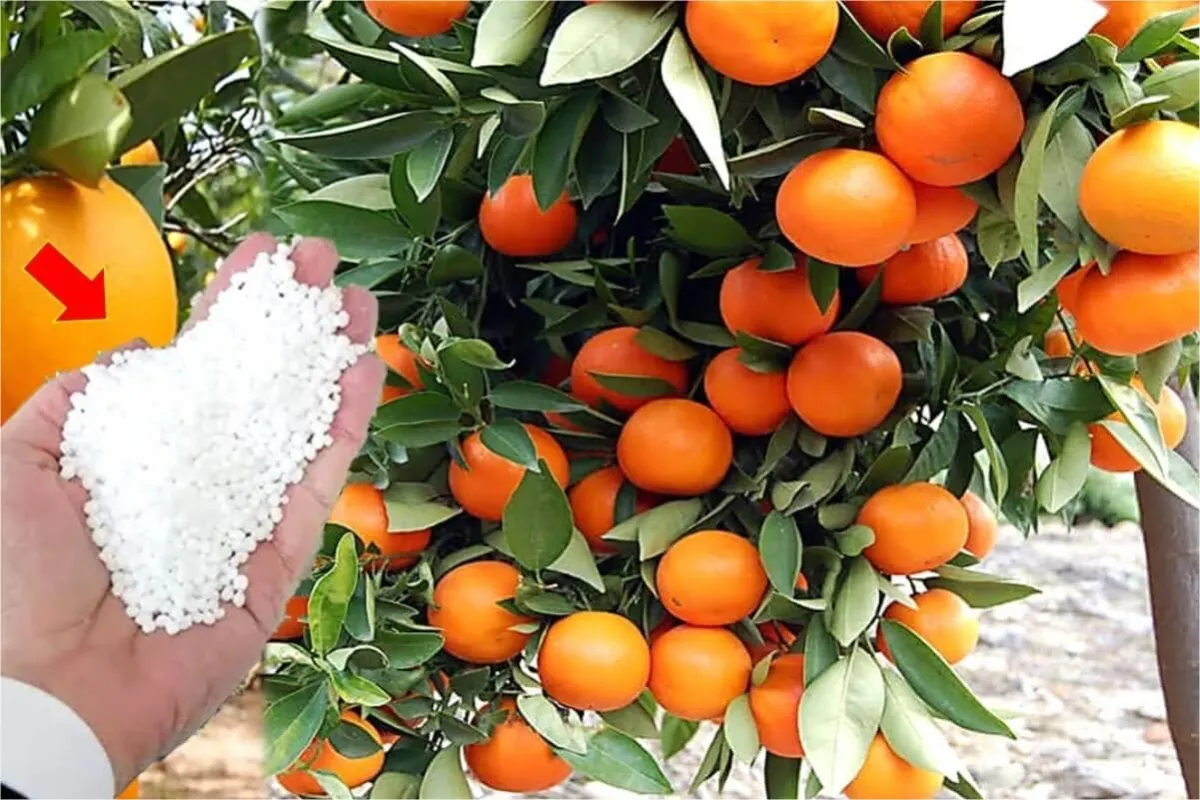 Adubo caseiro simples e barato que faz qualquer planta explo