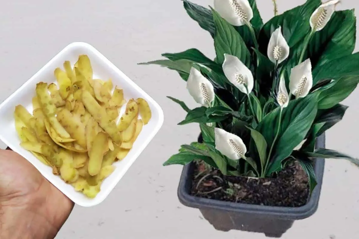 Adubo natural para plantas: tem ingredientes na sua casa que