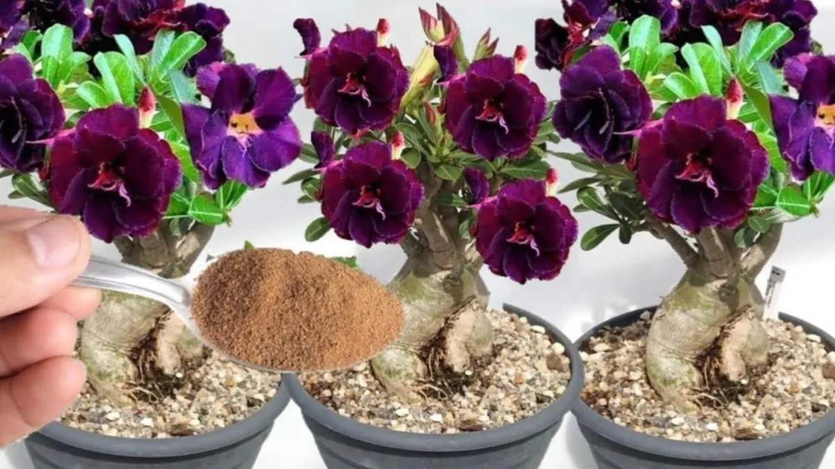 Adubo para flores caseiro: solução que vai fazer seu vaso fl