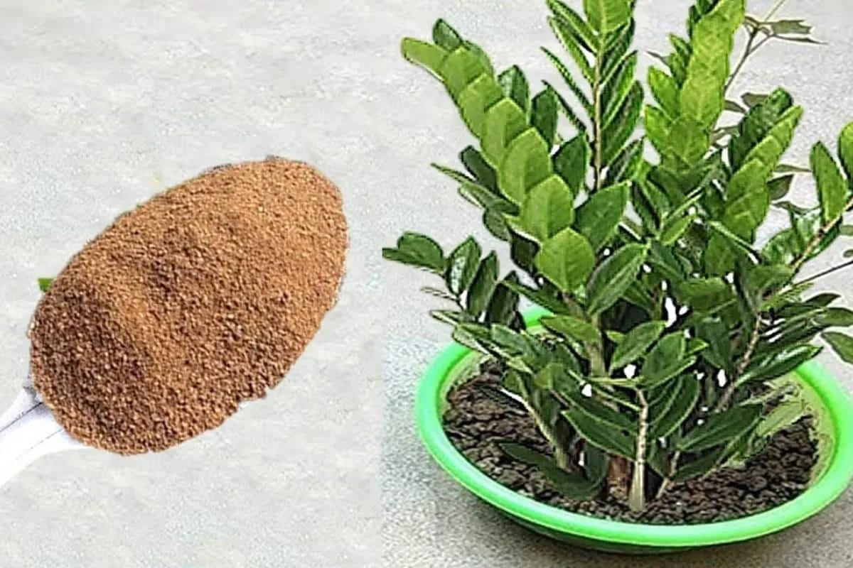 Adubo que faz a planta crescer: fica forte e bonita o ano to