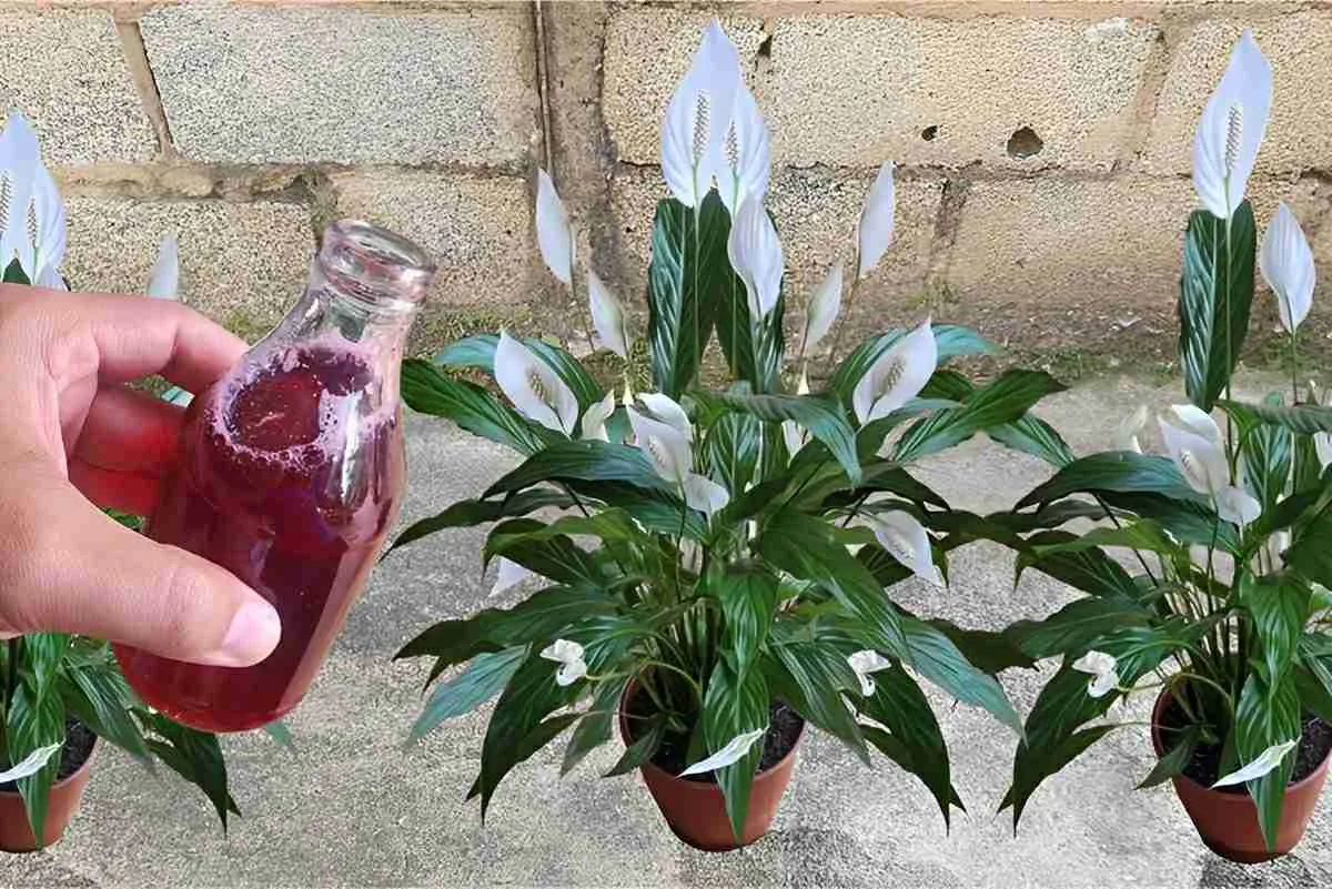 Apenas um copinho dessa solução caseira fez minha planta exp