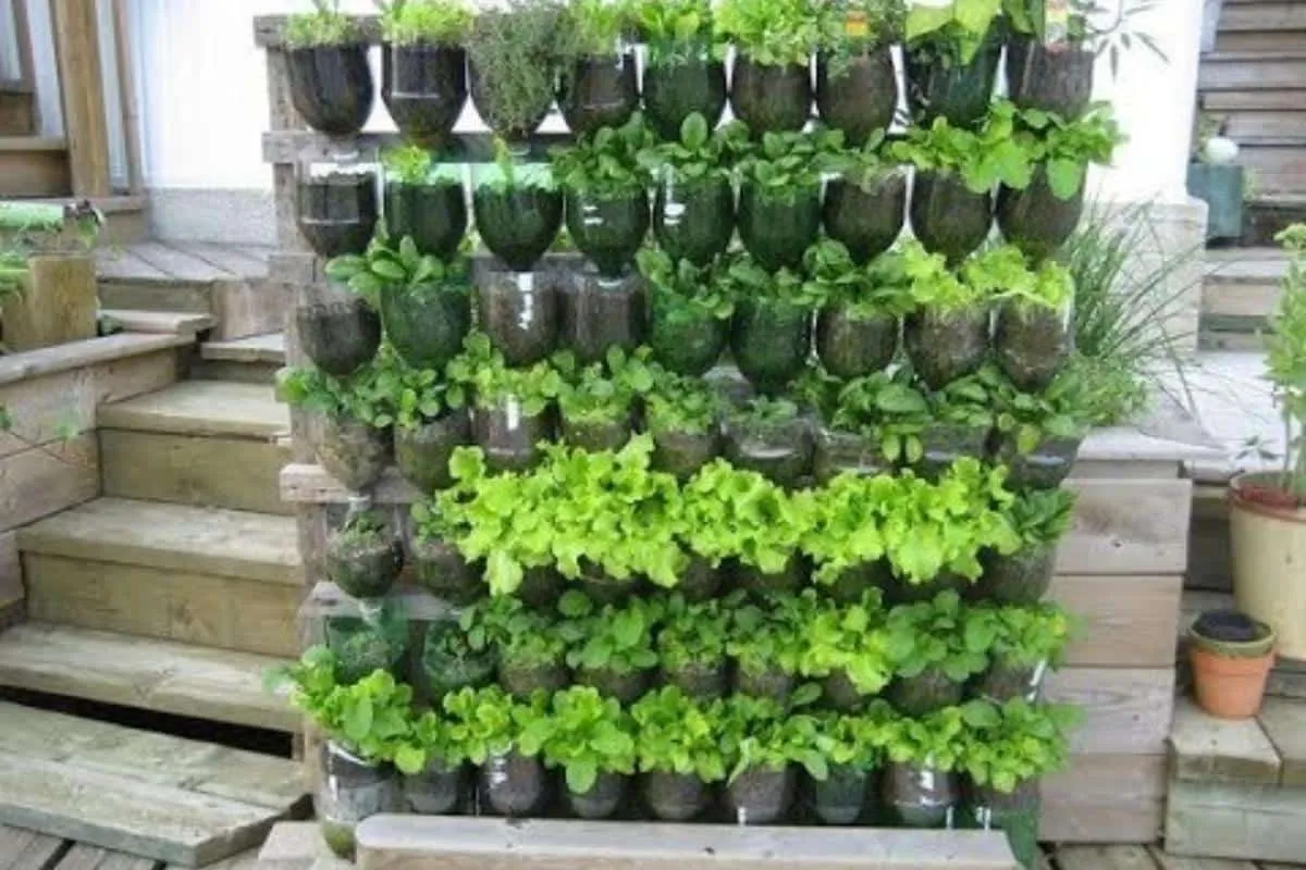Aprenda como plantar hortaliça em garrafa pet e faça uma hor