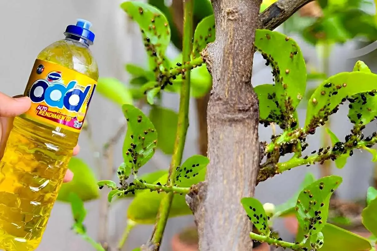 Aprendi como eliminar pragas das plantas preparando uma cald
