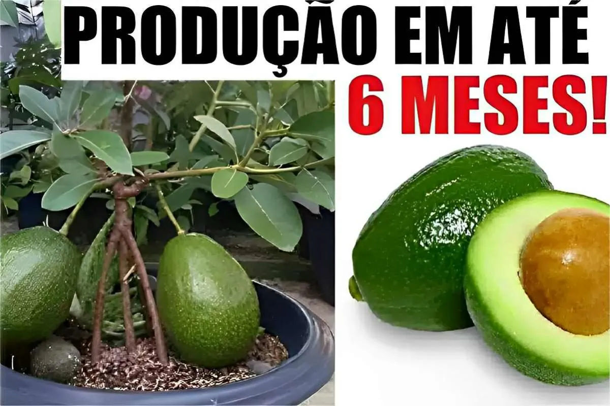 Aprendi como plantar abacate em vaso e fazer dar frutos em p
