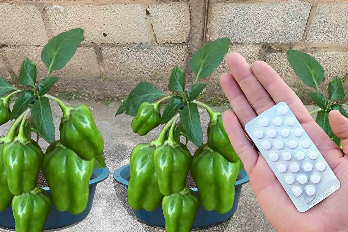 Aprendi como plantar pimentão em vaso e nunca mais precisei