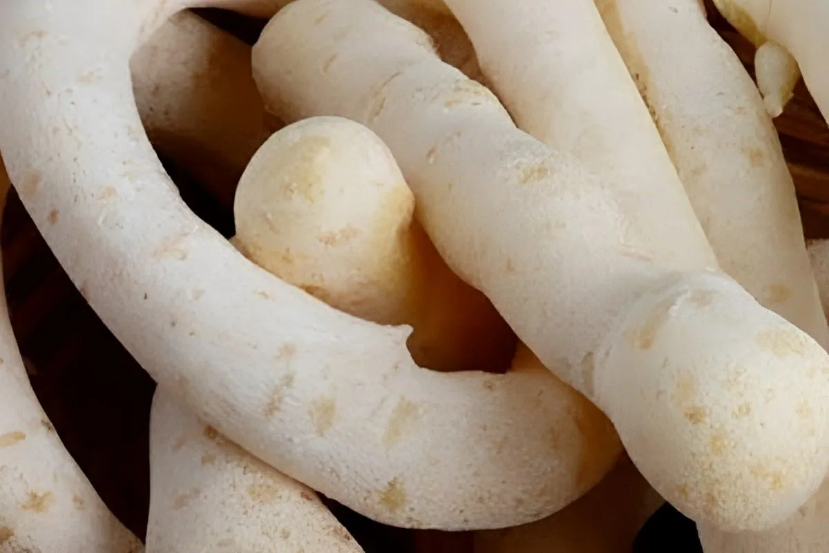 Biscoito de polvilho assado fácil de fazer e que rende basta