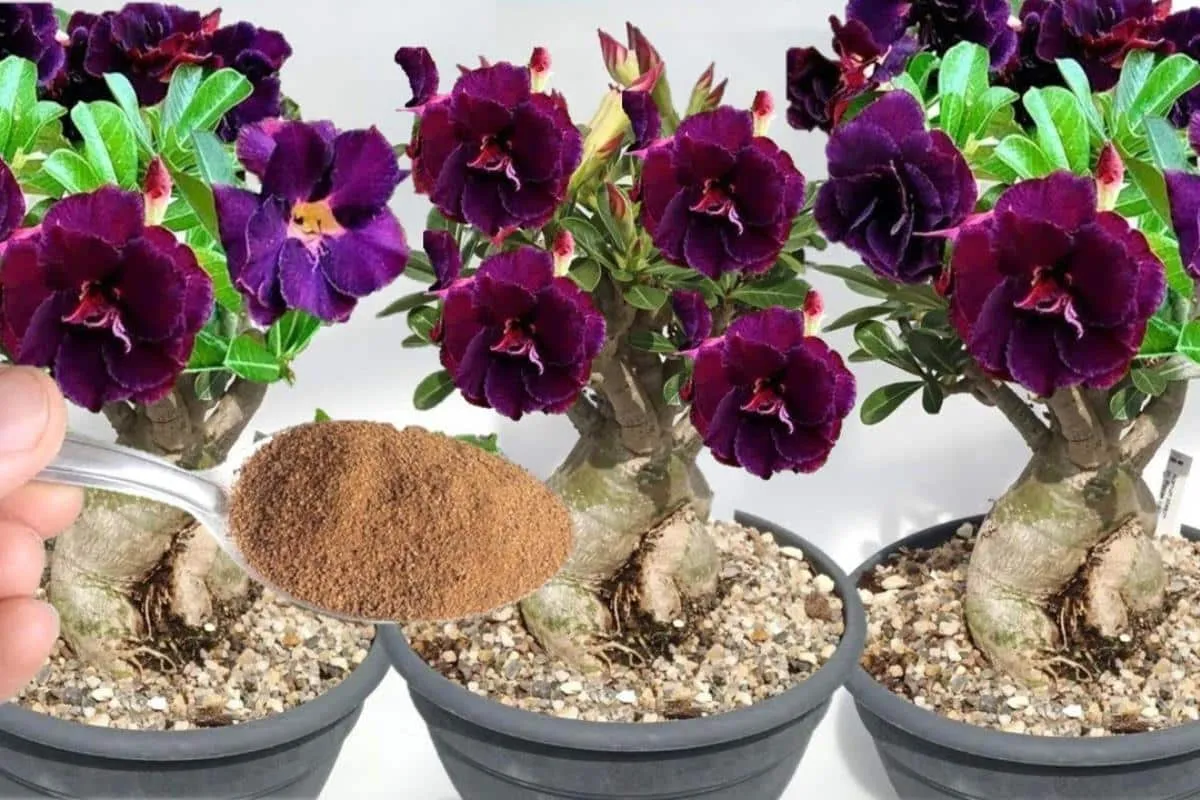 Com essa solução caseira para plantas seus vasos vão ficar l