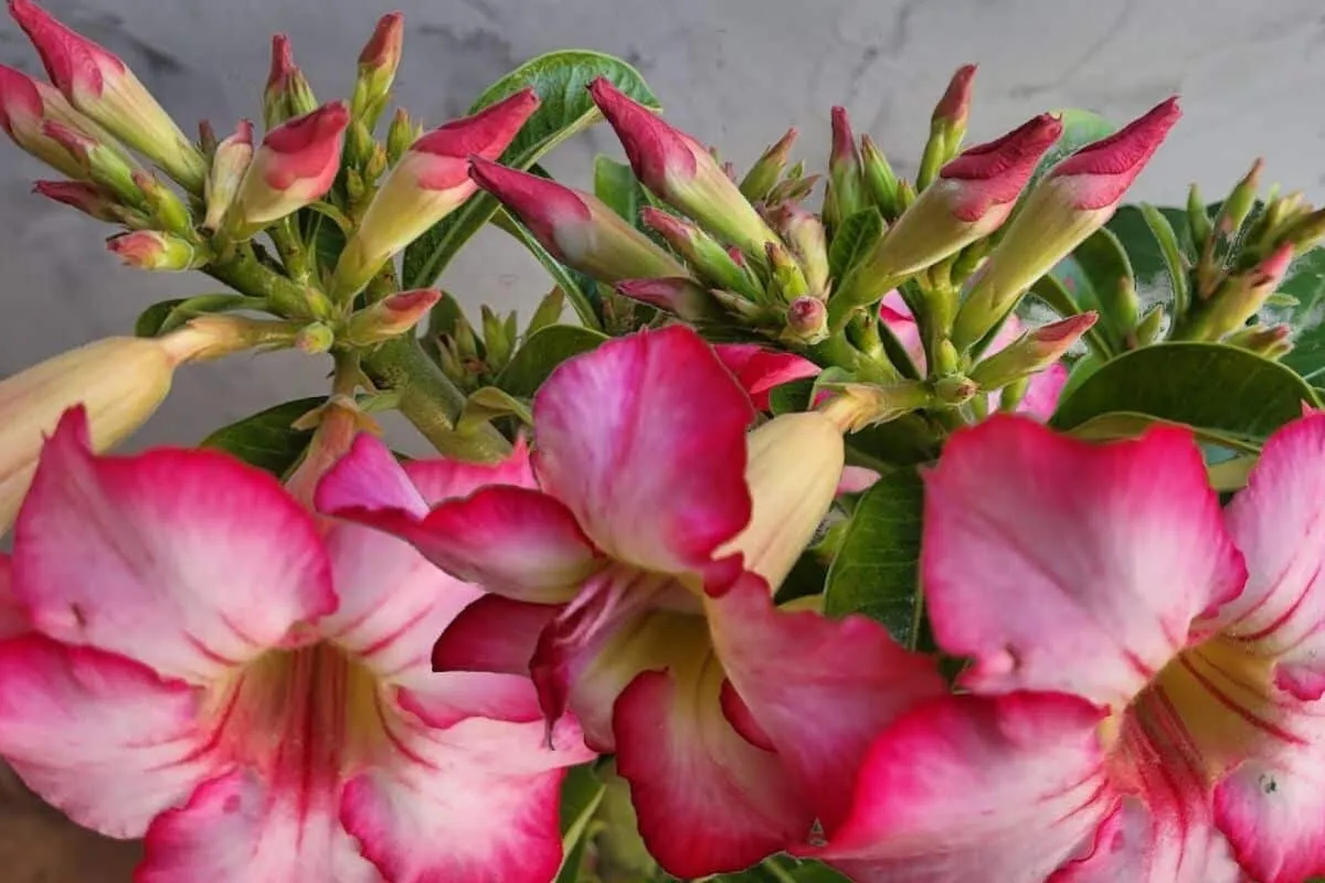 Com esse adubo caseiro para rosa do deserto seus vão ficar l