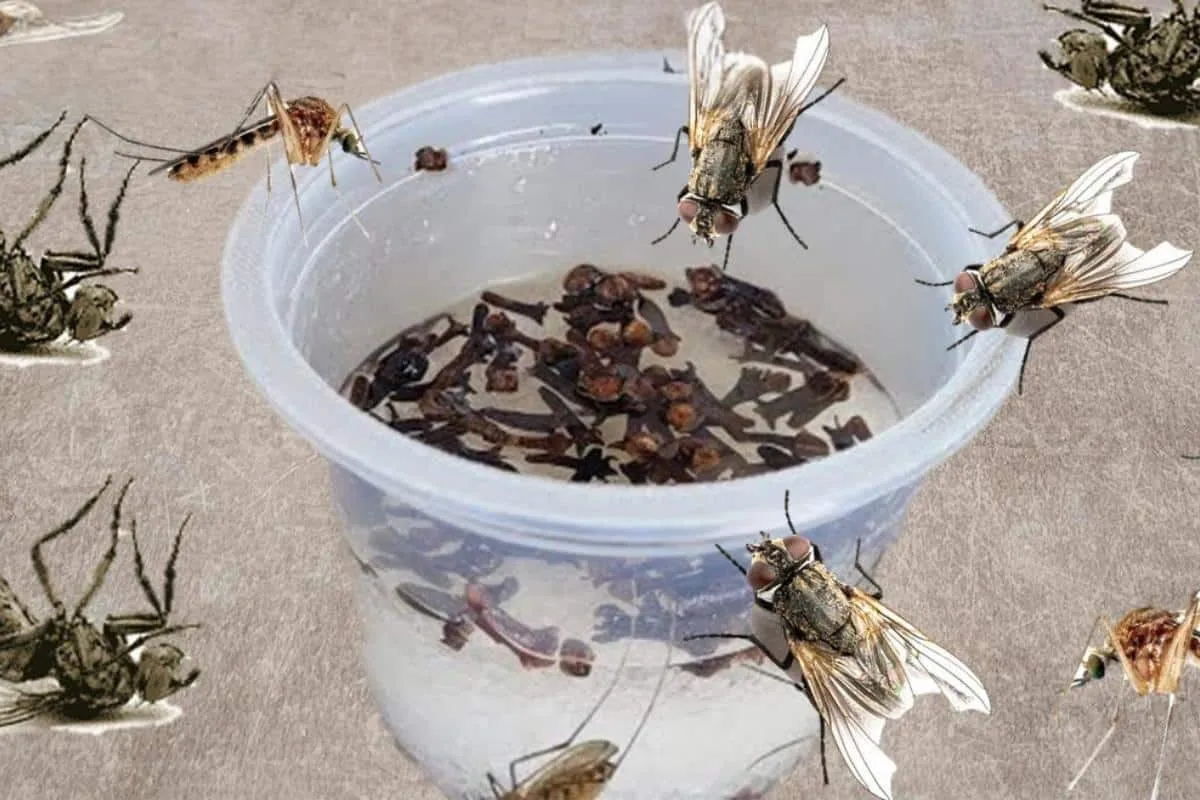 Com esse inseticida caseiro não vai sobrar um mosquito na su