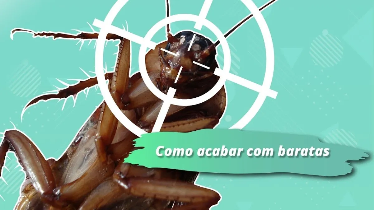 Como acabar com as baratas sem veneno: uma misturinha fácil