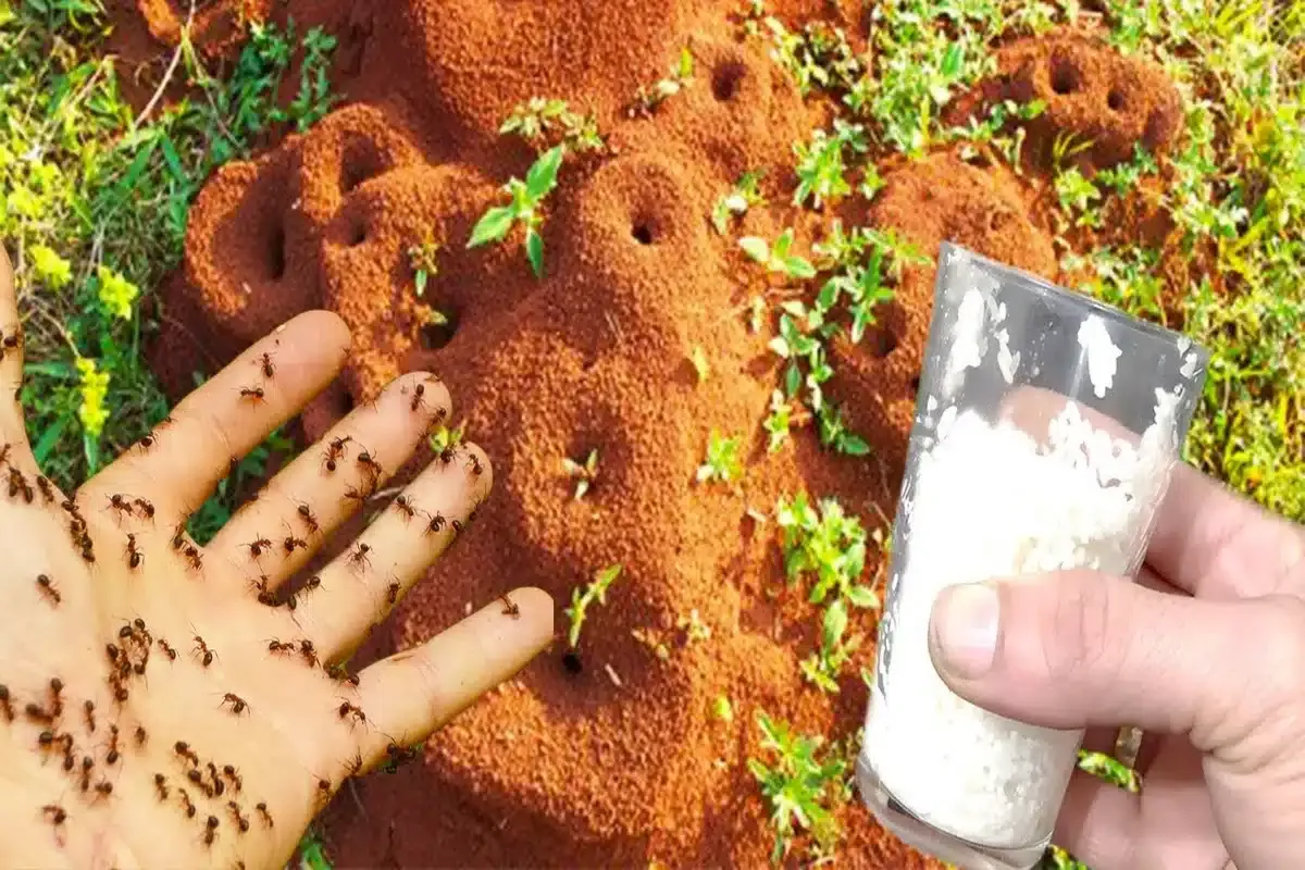 Como acabar com as formigas da sua casa com ingredientes que