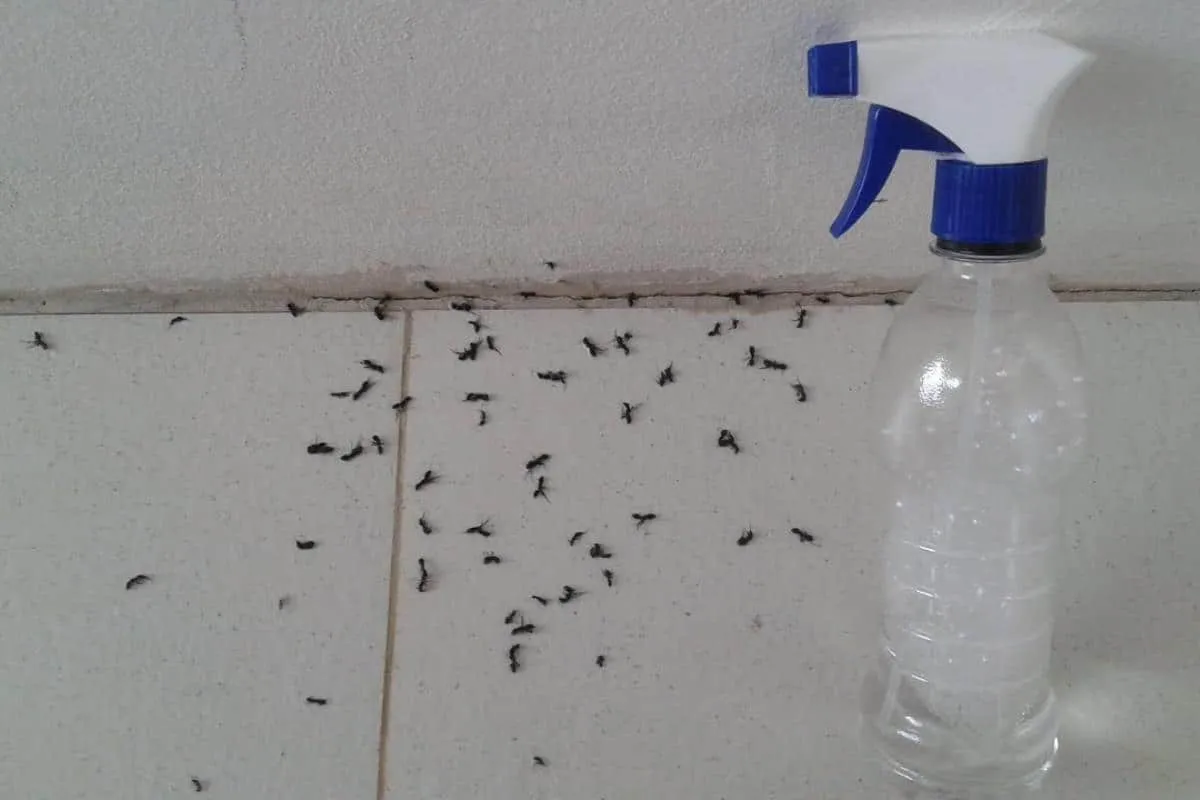 Como acabar com as formigas da sua casa com uma misturinha b