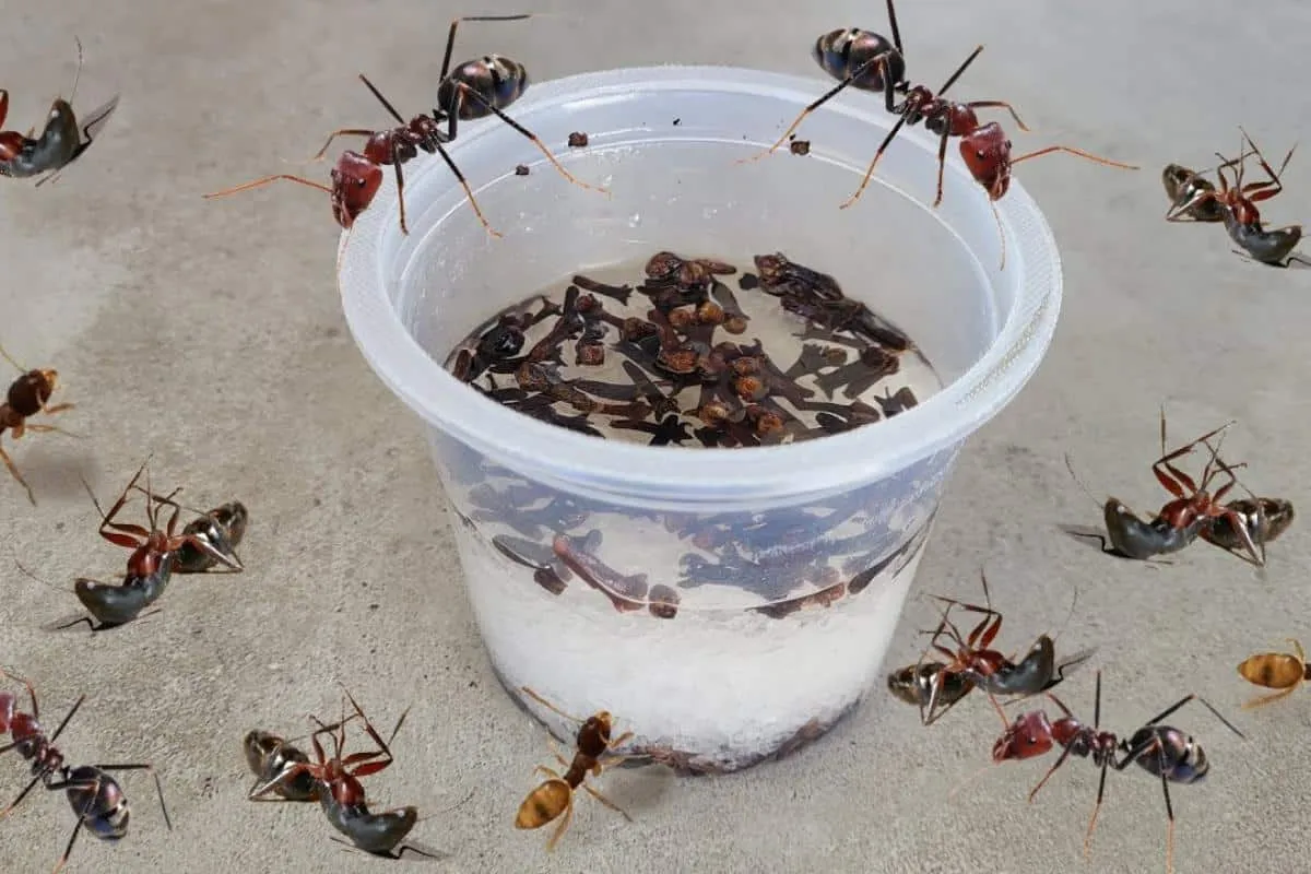 Como acabar com as formigas da sua casa: não precisa sair pa