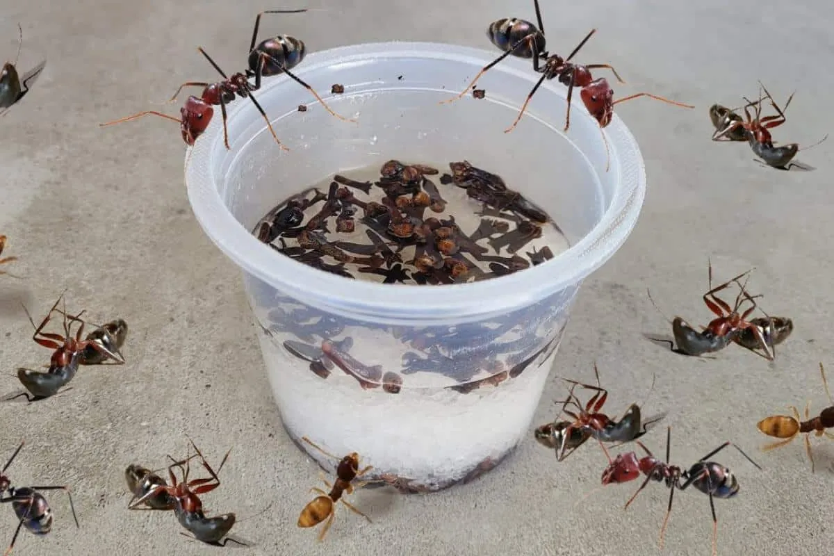 Como acabar com as formigas da sua cozinha sem precisar espa
