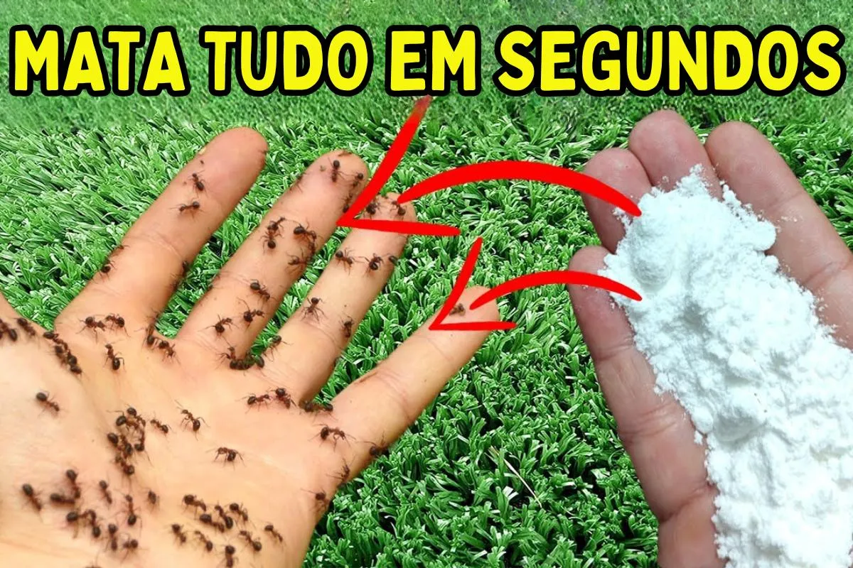 Como acabar com as formigas da sua cozinha sem precisar espa