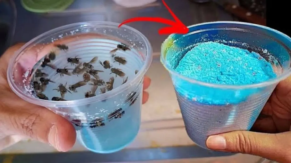 Como acabar com as moscas da sua cozinha sem precisar gastar