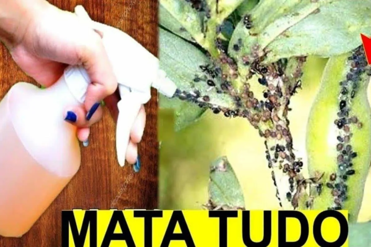 Como acabar com as pragas das plantas da sua casa sem precis
