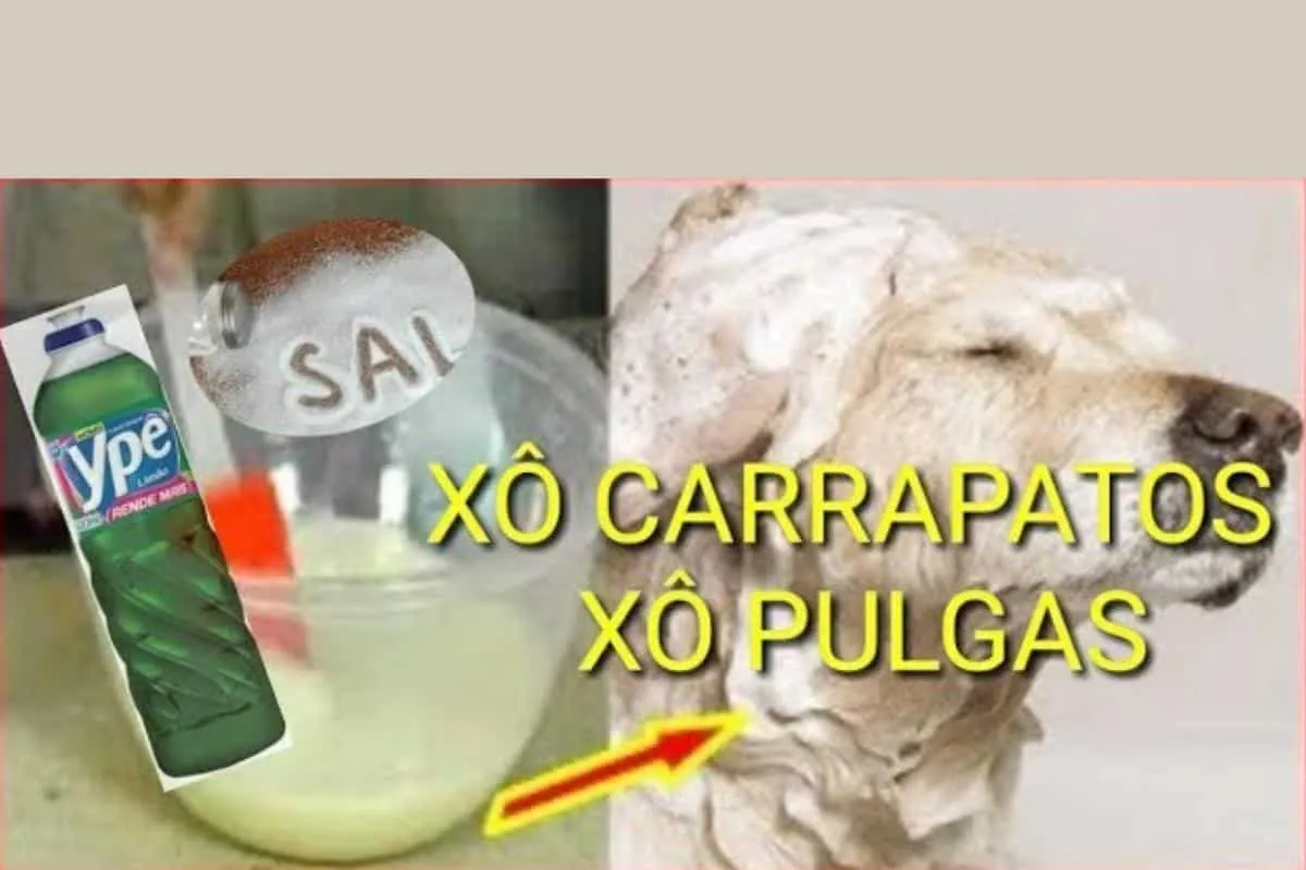 Como acabar com as pulgas e carrapatos sem precisar comprar