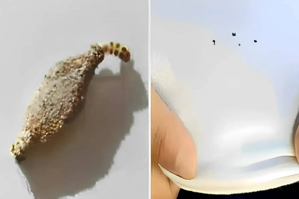 Como acabar com as traças de forma natural e sem usar inseti