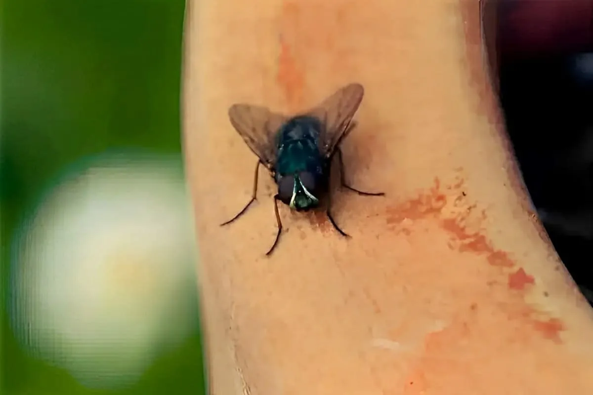 Como acabar com moscas usando apenas 2 ingredientes naturais