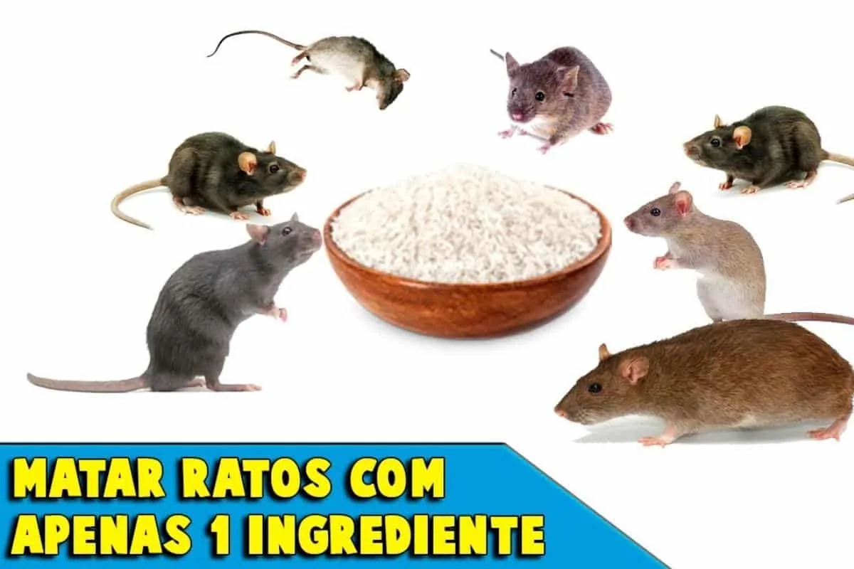 Como acabar com os ratos da sua casa sem precisar comprar ve