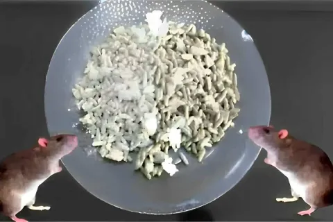 Como acabar com os ratos definitivamente sem precisar de ven