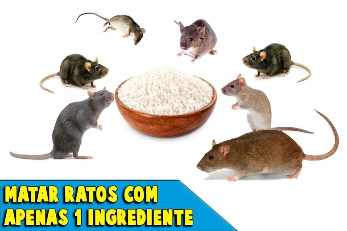 Como acabar com os ratos sem precisar espalhar veneno pela c