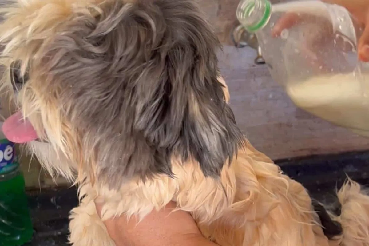 Como acabar com pulgas e carrapatos do seu pet sem precisar