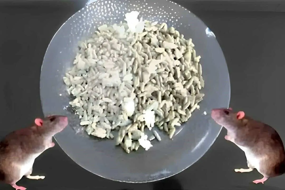 Como acabar com ratos sem usar veneno com apenas 2 ingredien