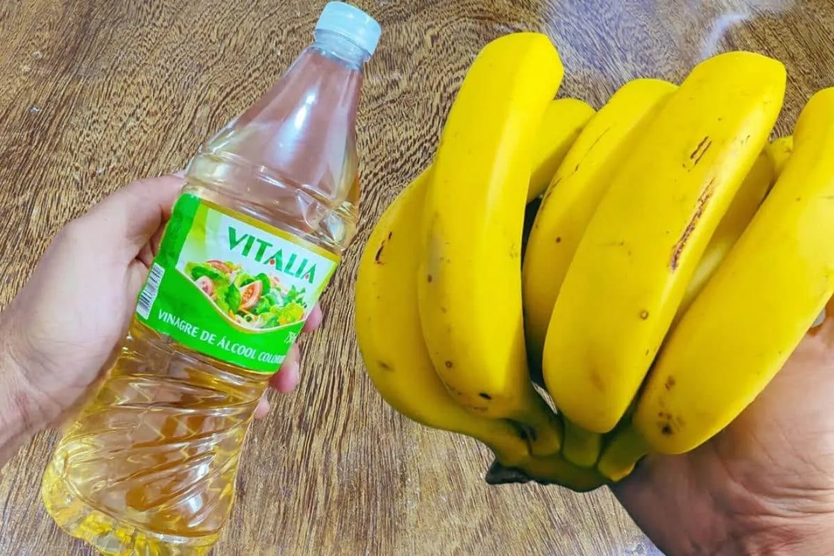 Como conservar banana madura no verão: evite que o calor est